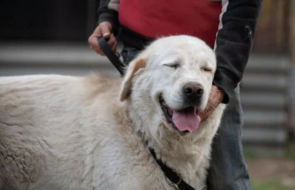 Szibir, male 4yo mixed breed for adoption at Animal Happyend, Animal Happyend