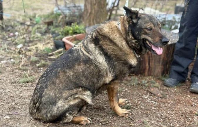Szimka, female senior mixed breed for adoption at Animal Happyend, Animal Happyend