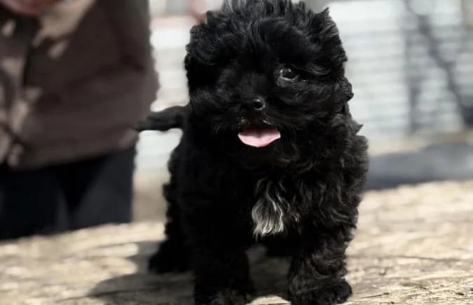 Szotyi-2, female mixed breed for adoption at Animal Happyend