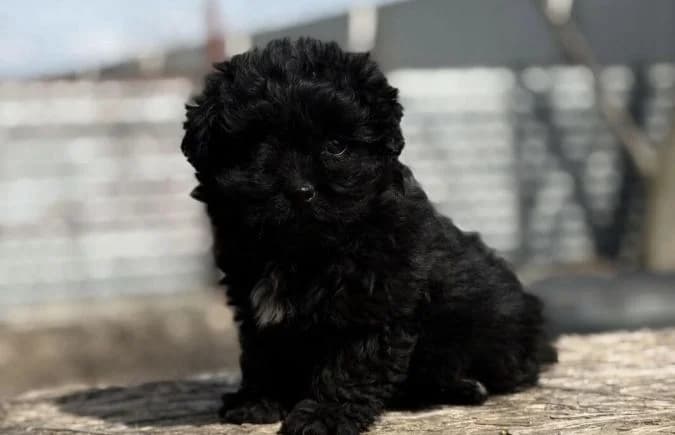 Szotyi-2, female mixed breed for adoption at Animal Happyend, Animal Happyend photo 2