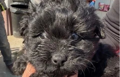 Szotyi-2, female mixed breed for adoption at Animal Happyend, Animal Happyend photo 3