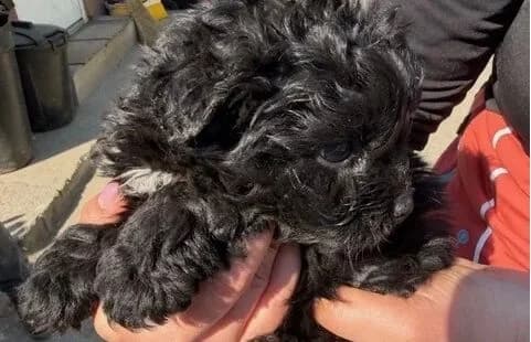 Szotyi-2, female mixed breed for adoption at Animal Happyend, Animal Happyend photo 4