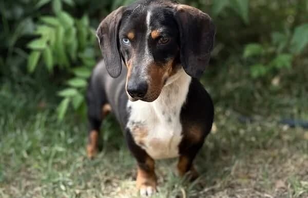 Talizman, weiss male 4yo Dachshund for adoption at Animal Happyend, Animal Happyend