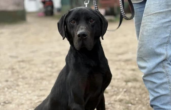 Talpas-4, schwarz male senior Mixed Breed for adoption at Animal Happyend, Animal Happyend