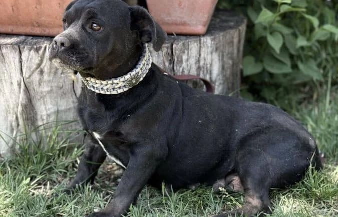 Tanita, female 5yo Mixed Breed for adoption at Animal Happyend, Animal Happyend