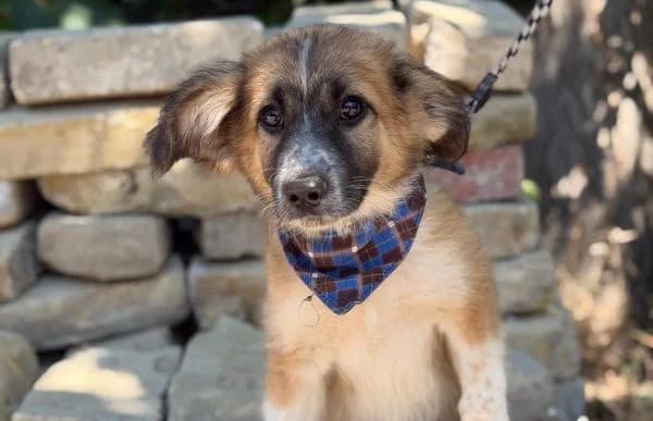 Tavaszka, Mixed Breed (Animal Happyend)