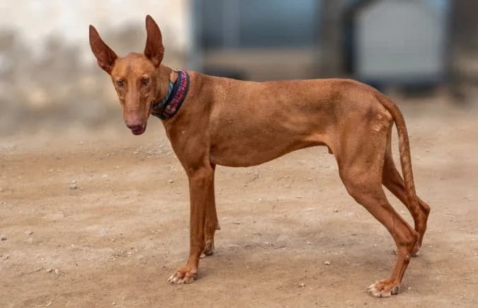 Teide-2, male Podenco for adoption at Animal Happyend