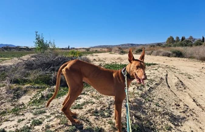 Teide-2, male Podenco for adoption at Animal Happyend, Animal Happyend photo 2