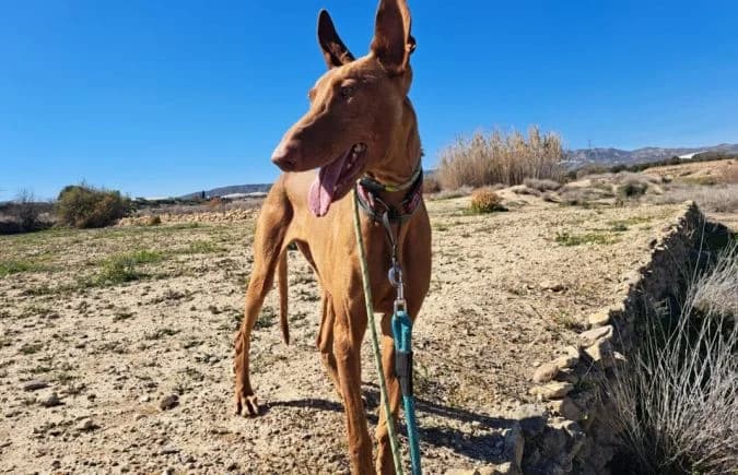 Teide-2, male Podenco for adoption at Animal Happyend, Animal Happyend photo 3