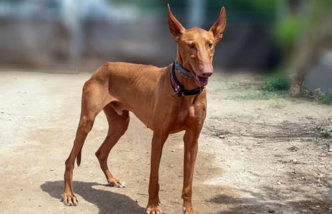 Teide-2, male Podenco for adoption at Animal Happyend, Animal Happyend photo 4