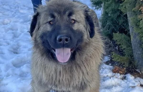 Tilo-2, male young Mixed Breed for adoption at Animal Happyend, Animal Happyend
