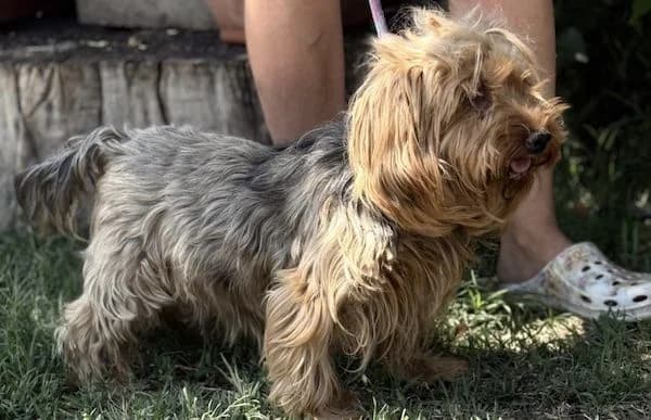 Timna, female senior Yorkshire Terrier for adoption at Animal Happyend, Animal Happyend