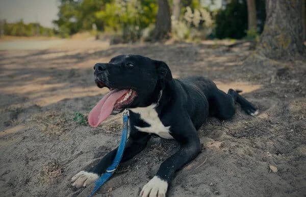 Timur-2, male mixed breed for adoption at Animal Happyend, Animal Happyend