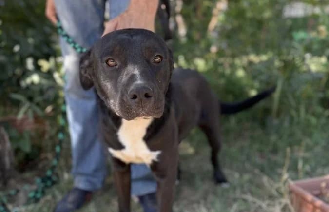 Timur-2, male 5yo mixed breed for adoption at Animal Happyend, Animal Happyend