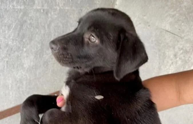 Toca neu Ava, female 5yo Mixed Breed for adoption at Animal Happyend, Animal Happyend