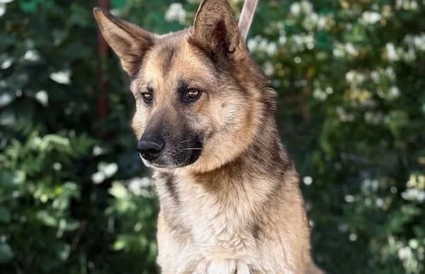 Toni-8, male 7yo mixed breed for adoption at Animal Happyend, Animal Happyend