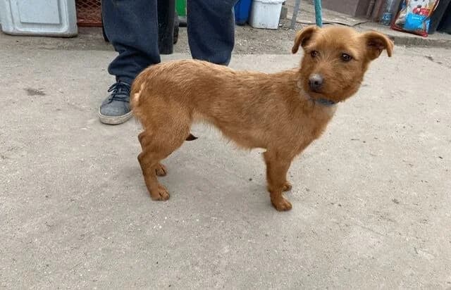 Triniti, female Mixed Breed for adoption at Animal Happyend