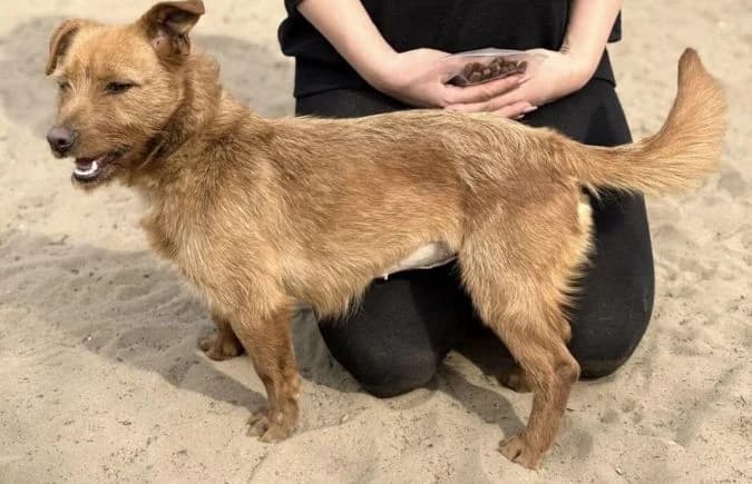 Triniti, female Mixed Breed for adoption at Animal Happyend, Animal Happyend photo 2