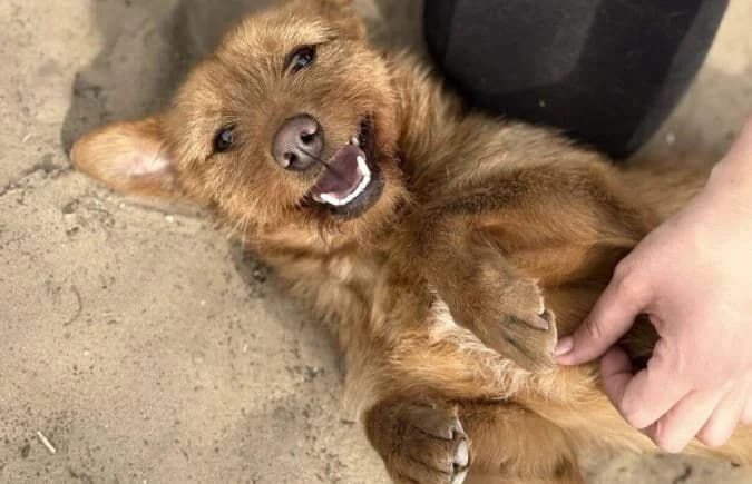 Triniti, female Mixed Breed for adoption at Animal Happyend, Animal Happyend photo 3