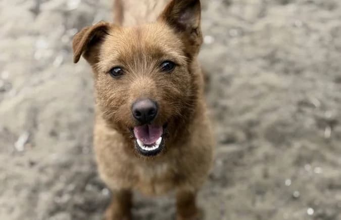 Triniti, female Mixed Breed for adoption at Animal Happyend, Animal Happyend photo 4