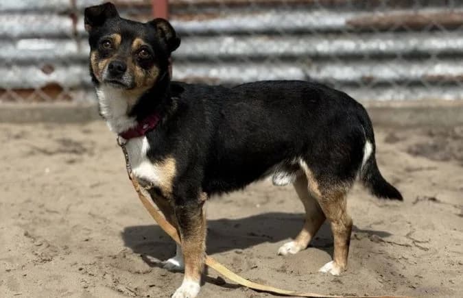 Tuan, male Mixed Breed for adoption at Animal Happyend