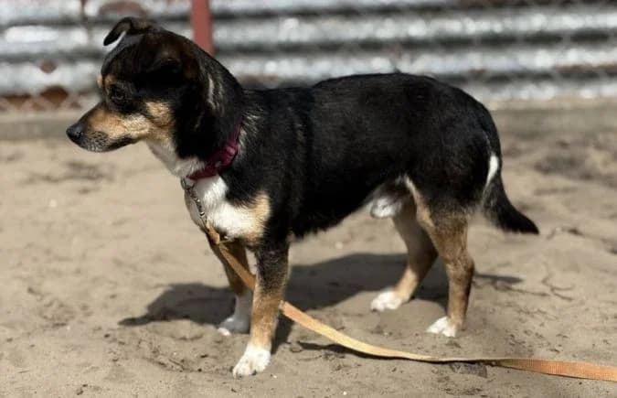 Tuan, male Mixed Breed for adoption at Animal Happyend, Animal Happyend photo 2