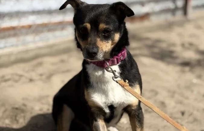 Tuan, male Mixed Breed for adoption at Animal Happyend, Animal Happyend photo 3