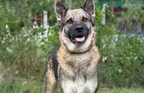 Twix-4, male young mixed breed for adoption at Animal Happyend, Animal Happyend