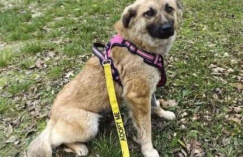 Vanna, female Mixed Breed for adoption at Animal Happyend, Animal Happyend