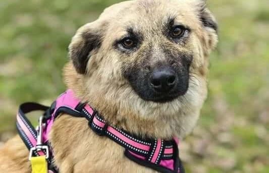 Vanna, female young Mixed Breed for adoption at Animal Happyend, Animal Happyend