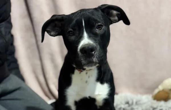 Vicky-2, female puppy mixed breed for adoption at Animal Happyend, Animal Happyend