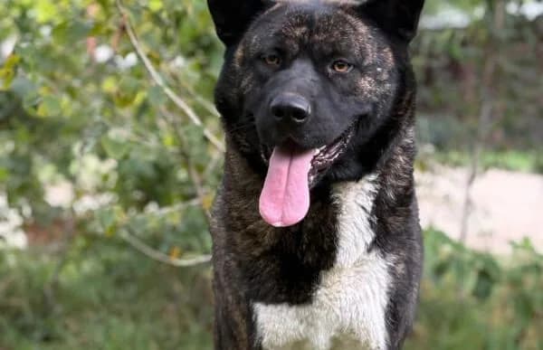 Vidar-2, male 6yo Akita for adoption at Animal Happyend, Animal Happyend