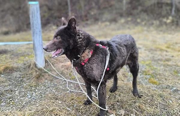 Vigyory, female senior mixed breed for adoption at Animal Happyend, Animal Happyend