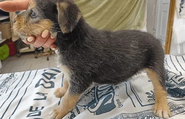 Vilma-5, female puppy Mixed Breed for adoption at Animal Happyend, Animal Happyend