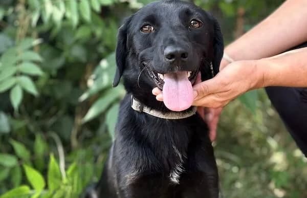 Viola-3, female young Mixed Breed for adoption at Animal Happyend, Animal Happyend