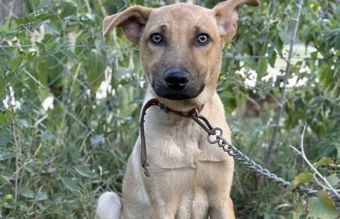 Vitold, male young Mixed Breed for adoption at Animal Happyend, Animal Happyend