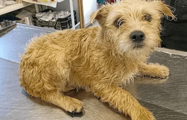 Walley, male Mixed Breed for adoption at Animal Happyend