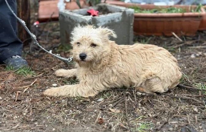 Walley, male Mixed Breed for adoption at Animal Happyend, Animal Happyend photo 2