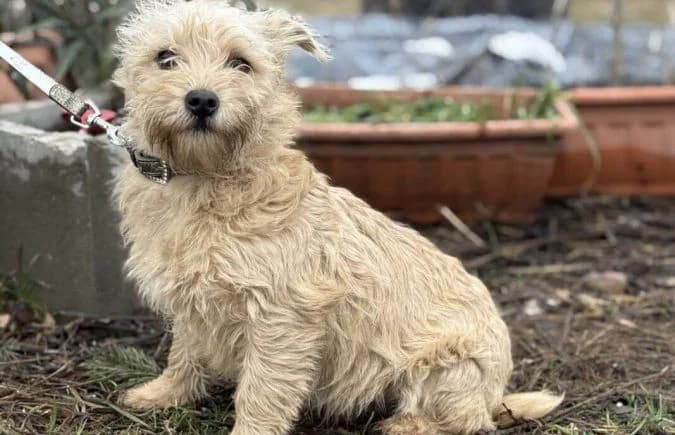 Walley, male Mixed Breed for adoption at Animal Happyend, Animal Happyend photo 3