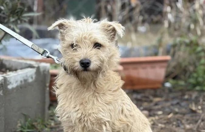 Walley, male Mixed Breed for adoption at Animal Happyend, Animal Happyend photo 4