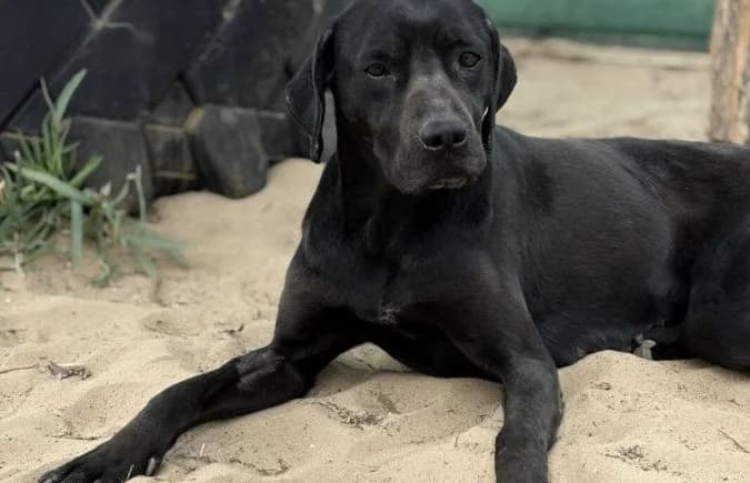 Xaphira, female 6yo Mixed Breed for adoption at Animal Happyend, Animal Happyend