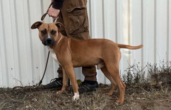 Zahid, male young mixed breed for adoption at Animal Happyend, Animal Happyend