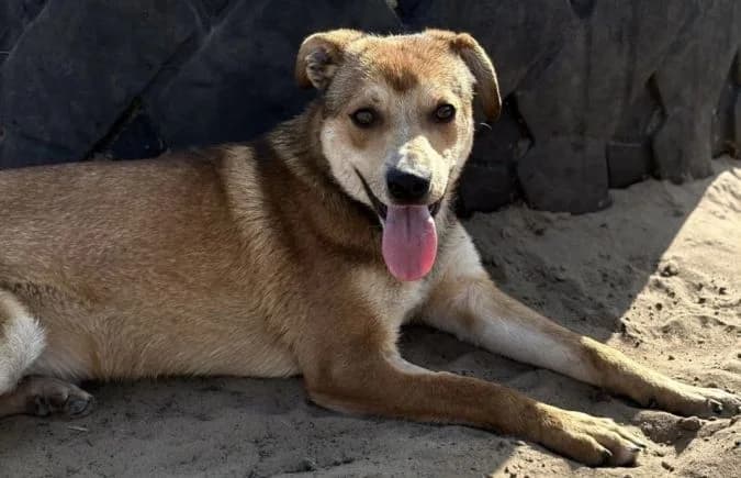 Zaman, male Mixed Breed for adoption at Animal Happyend