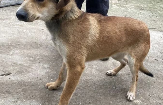 Zaman, male Mixed Breed for adoption at Animal Happyend, Animal Happyend photo 2