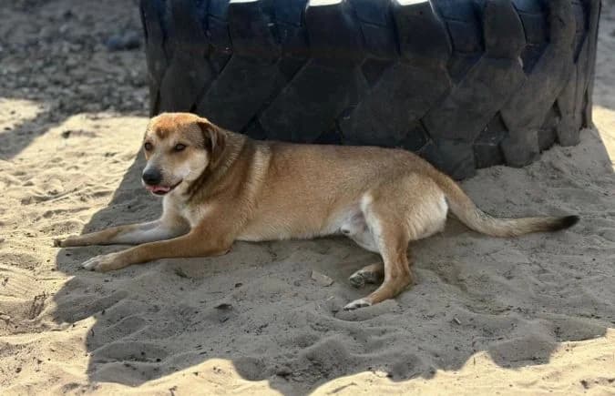 Zaman, male Mixed Breed for adoption at Animal Happyend, Animal Happyend photo 3