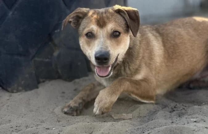 Zaman, male Mixed Breed for adoption at Animal Happyend, Animal Happyend photo 4