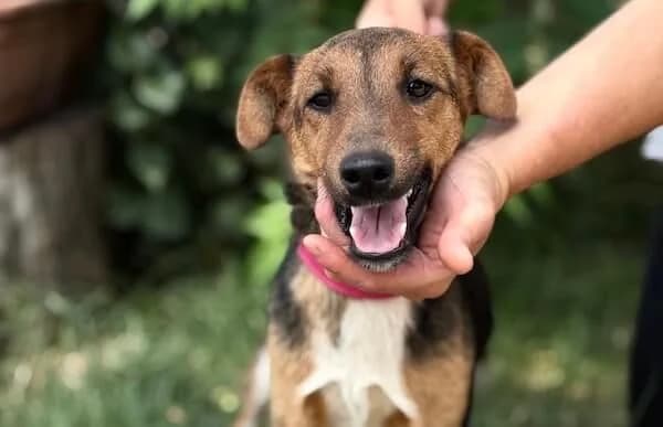 Zamina, weiss female 3yo Mixed Breed for adoption at Animal Happyend, Animal Happyend