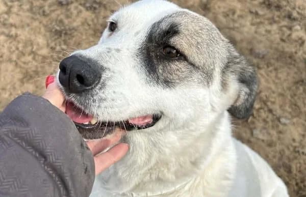 Zela, Mixed Breed (Animal Happyend)