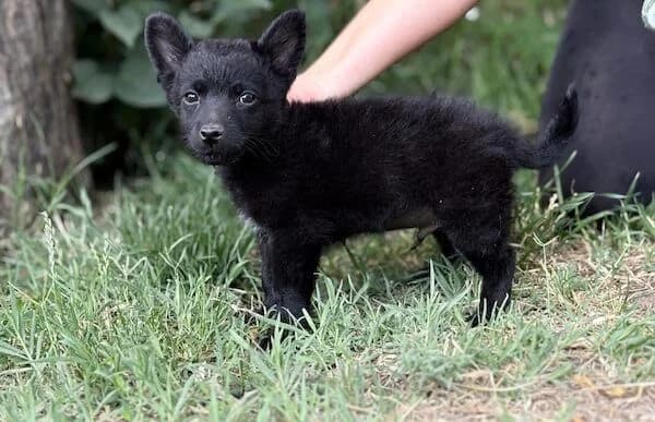 Zerind, male puppy Mixed Breed for adoption at Animal Happyend, Animal Happyend
