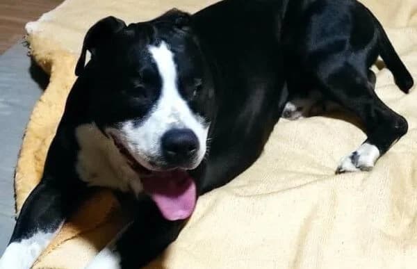 Zeusz-12, male American Staffordshire Terrier for adoption at Animal Happyend